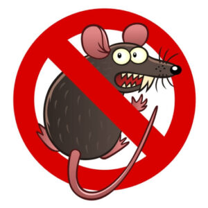 Rats