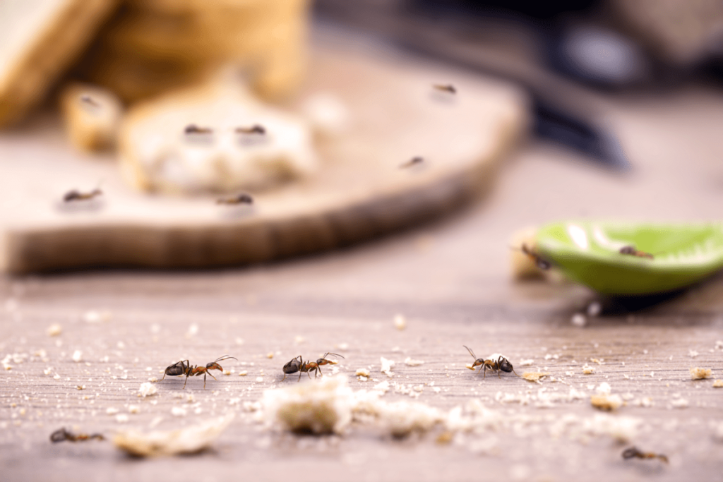 Ants