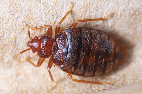 Bed-Bugs-3