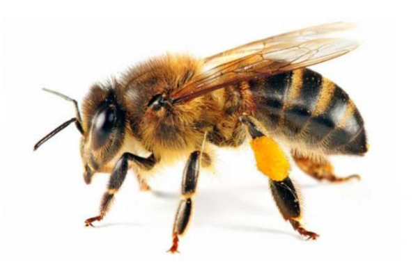 Bees