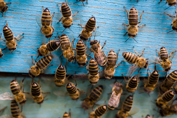 Bees3
