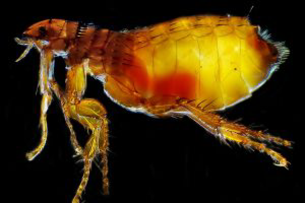 Flea-1