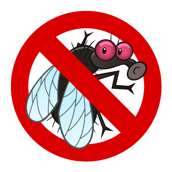 Flies