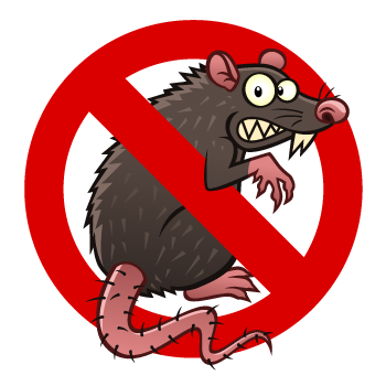 Rat