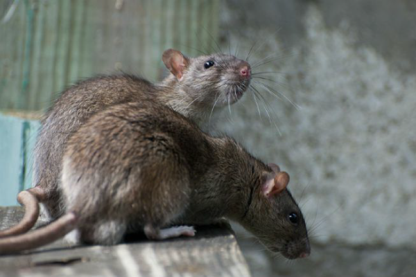 Rat1