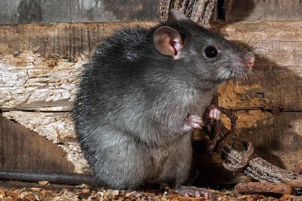 Rat2