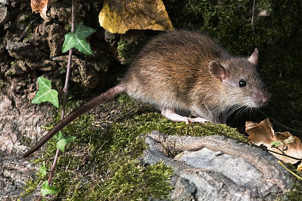 Rat3