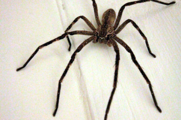 Spiders-1