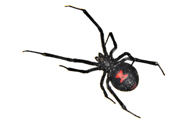 Spiders-2