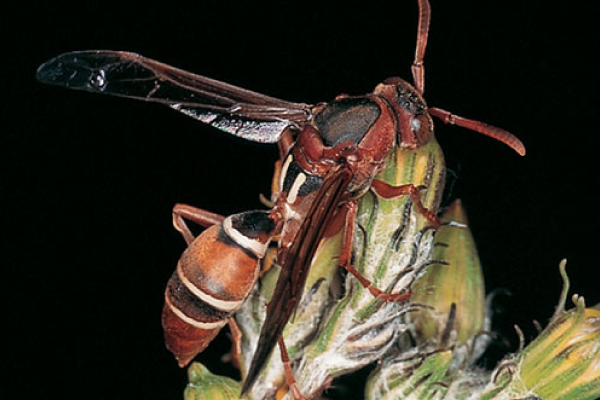 Wasp2