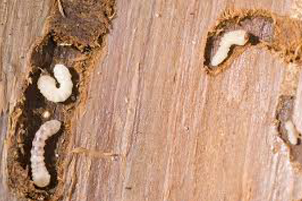 Wood-worm-beetle