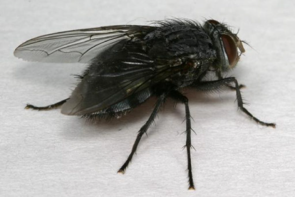 flies-2