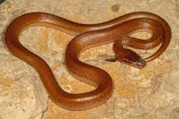 snake-3