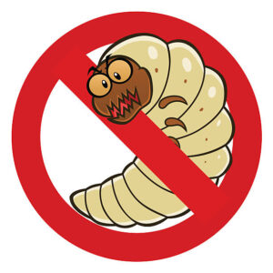 Woodworm