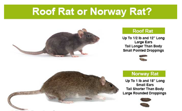Rats norway and roof