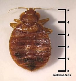 Bed Bug