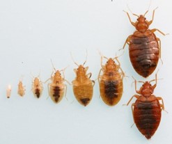 Bed Bug