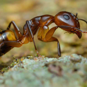 Argentine-Ant