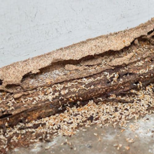 New-sub-termite-image-2