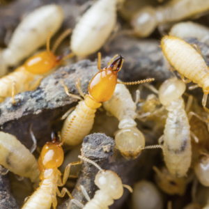 New-sub-termite-image-3