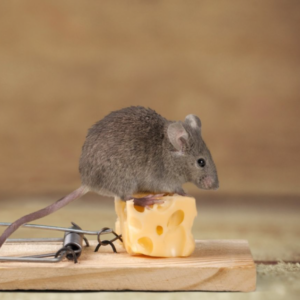 mouse-1