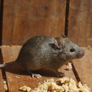 mouse-3
