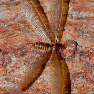termite-1