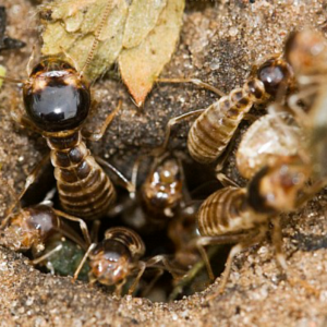 termite-2