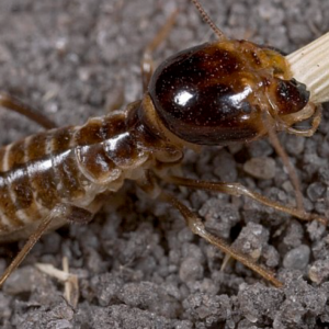 termite