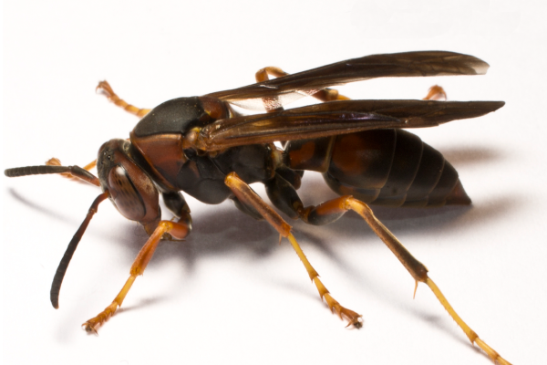 wasp