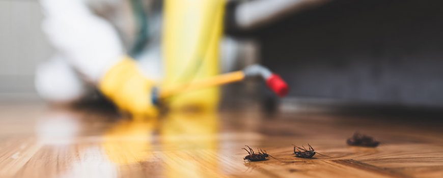 Bigbug pest Control