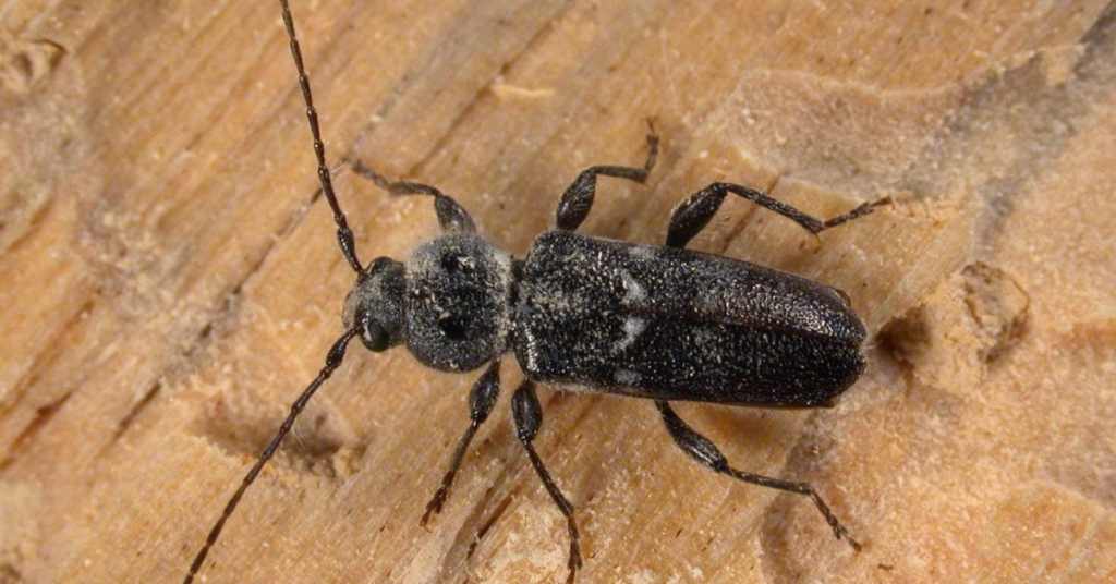 Borer-Beetle-Big-Bug-Pest-Control